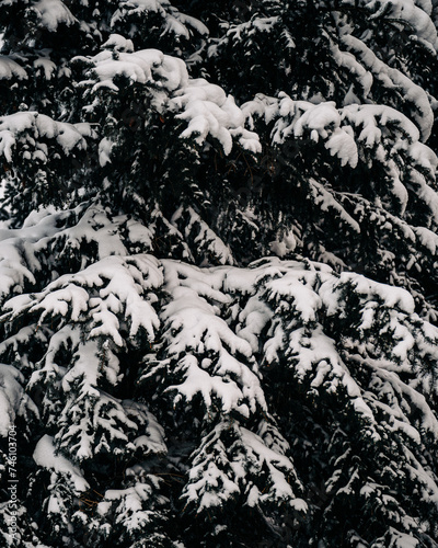Snowy Evergreens Pine and Christmas lights 