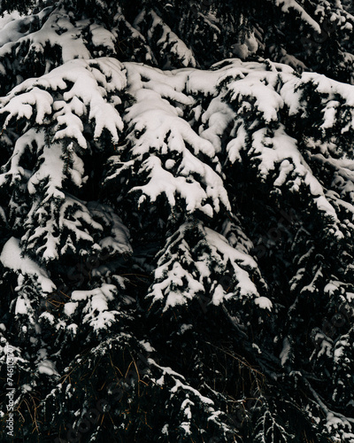 Snowy Evergreens Pine and Christmas lights  photo