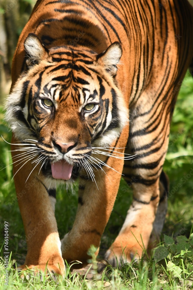 Fototapeta premium Tygrys sumatrzański - Ratu z Warszawskiego Zoo
