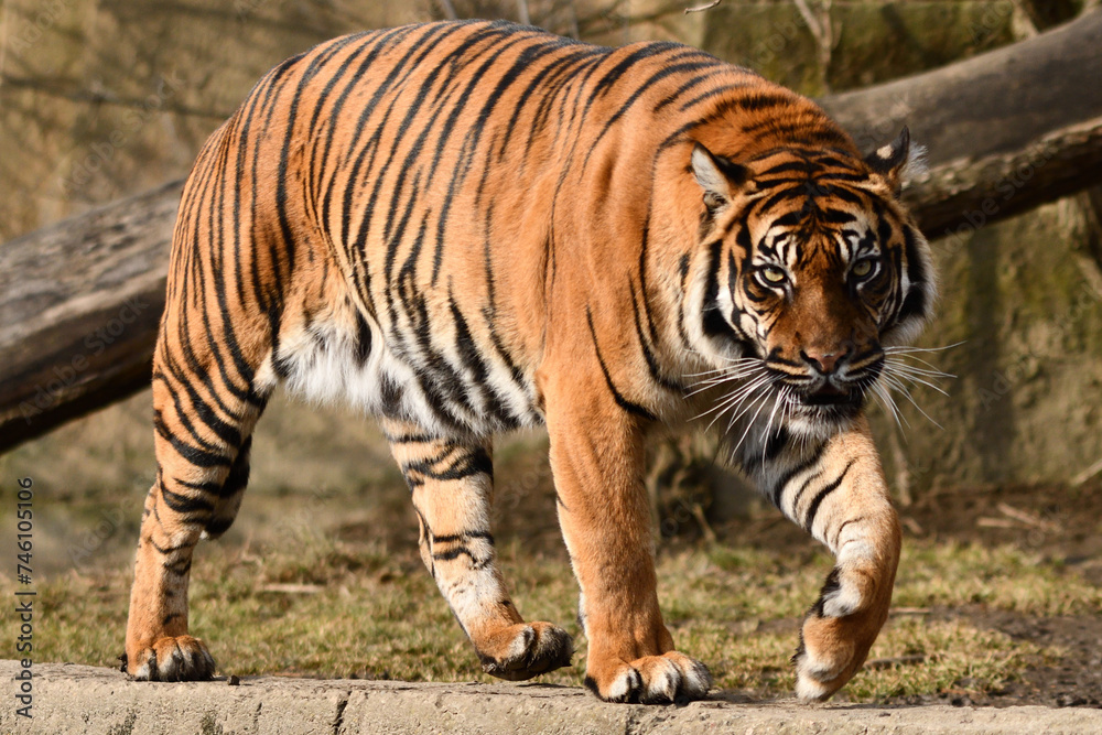 Naklejka premium Tygrys sumatrzański - Ratu z Warszawskiego Zoo