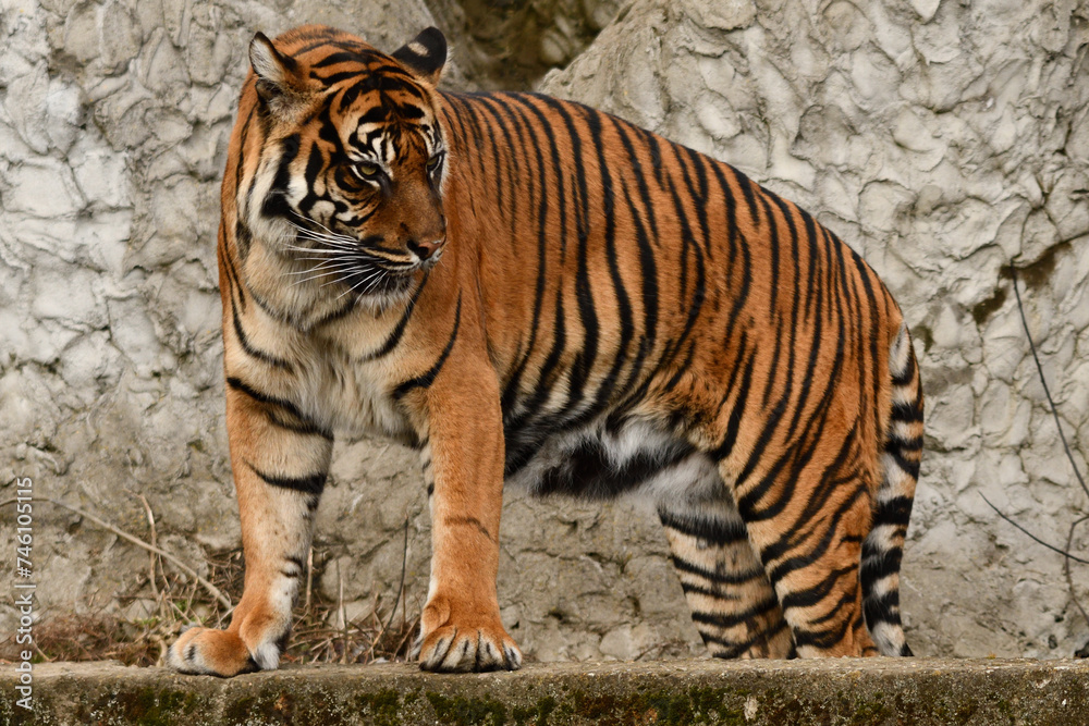 Tygrys sumatrzański - Ratu z Warszawskiego Zoo Tygrys sumatrzański - Ratu z Warszawskiego Zoo