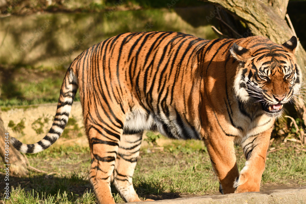 Tygrys sumatrzański - Ratu z Warszawskiego Zoo Tygrys sumatrzański - Ratu z Warszawskiego Zoo
