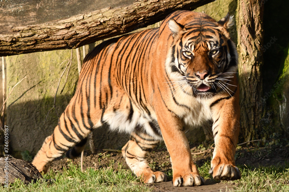 Fototapeta premium Tygrys sumatrzański - Ratu z Warszawskiego Zoo