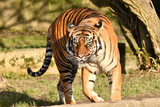 Tygrys sumatrzański - Ratu z Warszawskiego Zoo