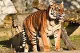 Tygrys sumatrzański - Ratu z Warszawskiego Zoo
