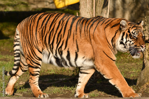 Tygrys sumatrza  ski - Ratu z Warszawskiego Zoo