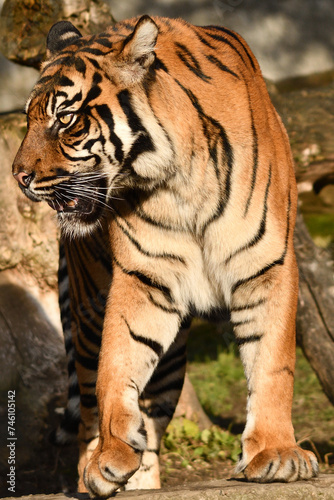 Tygrys sumatrza  ski - Ratu z Warszawskiego Zoo