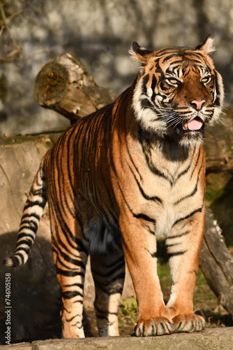 Fototapeta samoprzylepna Tygrys sumatrzański - Ratu z Warszawskiego Zoo