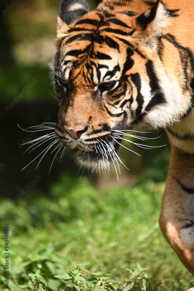 Tygrys sumatrzański - Ratu z Warszawskiego Zoo Tygrys sumatrzański - Ratu z Warszawskiego Zoo