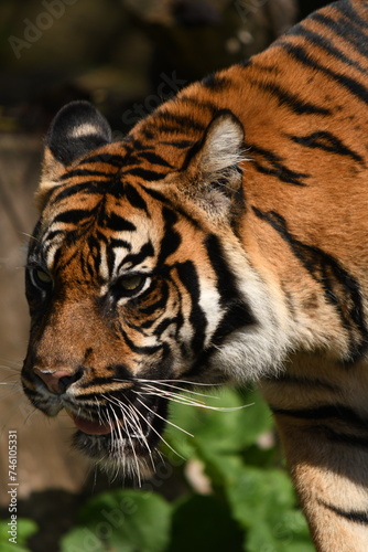 Tygrys sumatrza  ski - Ratu z Warszawskiego Zoo