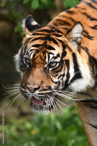 Tygrys sumatrzański - Ratu z Warszawskiego Zoo © Pit75Wawa