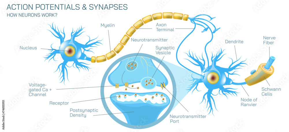 how neurotransmitter works? The process the brain neurons communicate each other anatomy vector illustration. Action potentials and synapses. multiple sclerosis formation. Motor neuron communication.