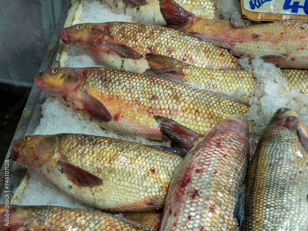 Fototapeta premium Carp, a freshwater fish for sale at the fishmonger's stall,