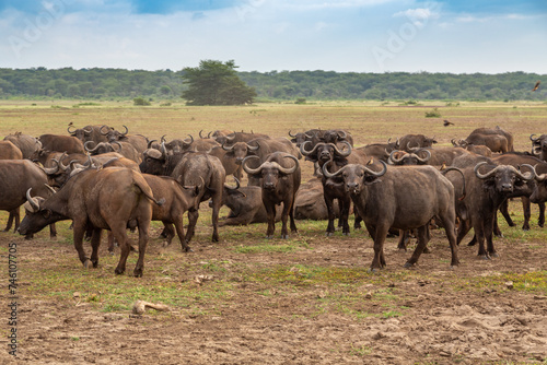 A Herd of Cape Buffalo Grazing in Lake Manyara National Park, Tanzania, Africa   photo
