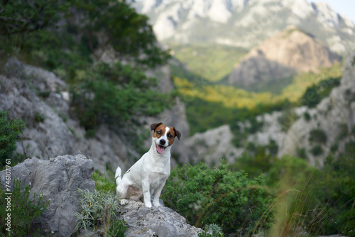 Fototapeta Naklejka Na Ścianę i Meble -  A Jack Russell Terrier dog sits proudly on a rocky trail. Surrounded by mountains, this little adventurer takes in the grandeur
