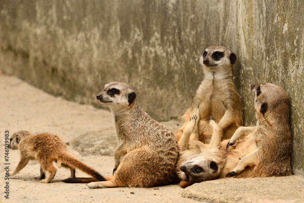 Surykatki z Zoo Warszawa Surykatki z Zoo Warszawa