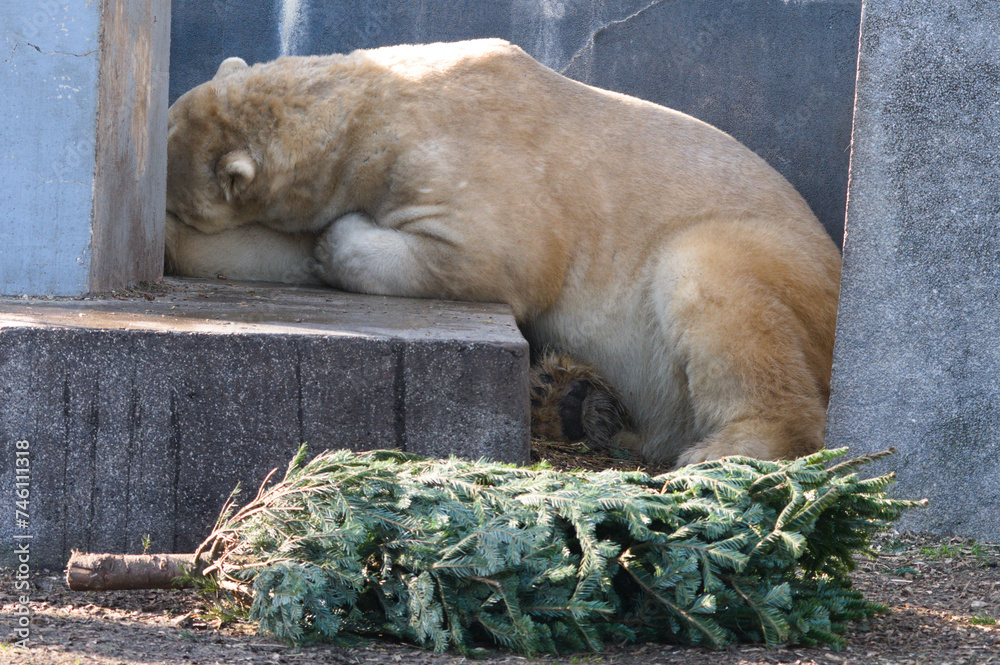 Śpiący niedźwiedź polarny w Zoo Warszawa - obrazy, fototapety, plakaty 