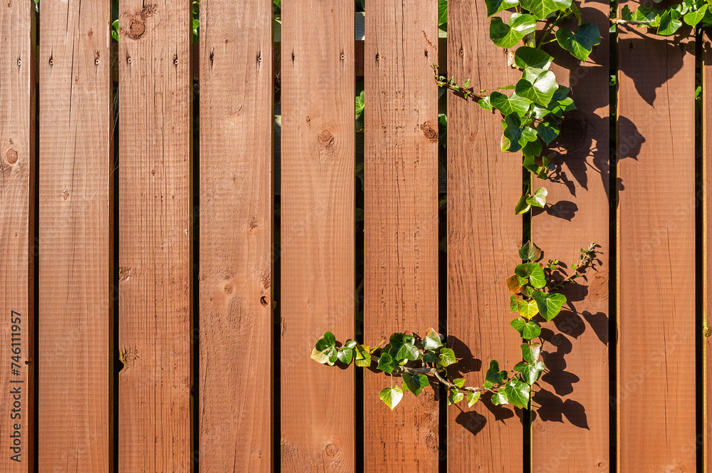 Ivy on wood fence. Reversed L frame Ivy on wood fence. Reversed L frame