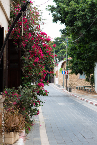 Fototapeta Naklejka Na Ścianę i Meble -  Quaint street in Neve Tzedek, Tel Aviv-Yafo, lined with vibrant bougainvillea and traditional stone houses.