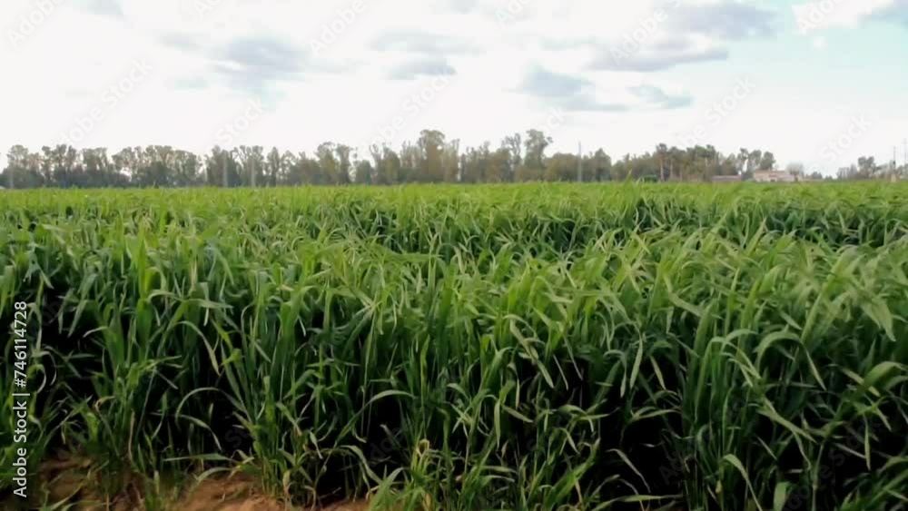 Growth in Motion: Green Wheat Field Swayed by the Wind. Growth in Motion: Green Wheat Field Swayed by the Wind.