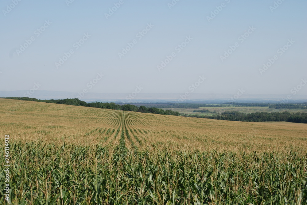 Field with growing corn. Under the summer sun and light blue sky there is a wide green field. In the field, elongated corn fruits grow on thick, long green stems. Plants are planted in even rows.