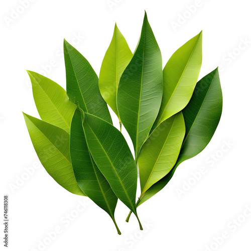 Bay leaves isolated on transparent background.png 