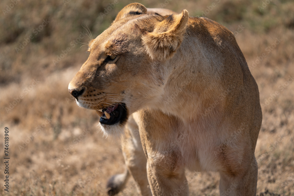 femael lion in the savannah - Chobe National Park, Botswana femael lion in the savannah - Chobe National Park, Botswana