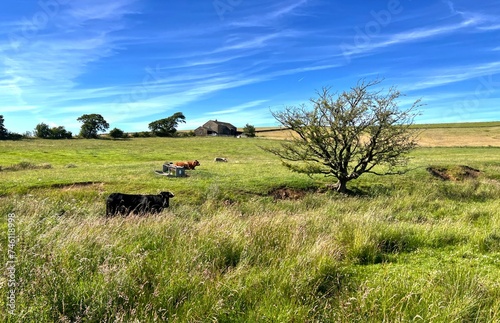 Lancashire rural scene, with cows, wild plants, and farms on the horizon, on a sunny day in, Slaidburn, Lancashire, UK