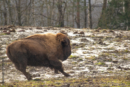 Young American Bison running.