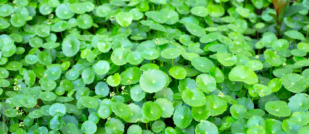 Gotu kola or centella asiatica. Green leaves of herb plant in the garden Gotu kola or centella asiatica. Green leaves of herb plant in the garden
