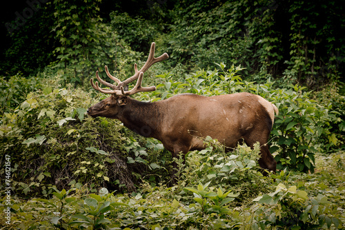 Wild moose eats greenery in the Great Smoky Mountains National Park