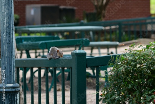 squirrel on a fence 