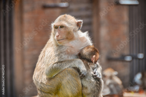 Two macaques (macaca fascicularis). Mother and child in a temple in Thailand © C P