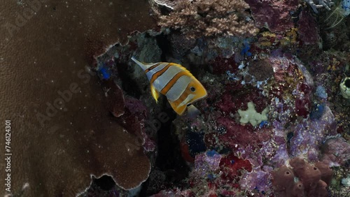 Copperband Butterfly fish - Komodo Archipelago in Indonesia photo