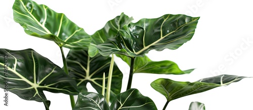 A dark green leaved Alocasia Amazon Keladi plant with large white stalks displayed on a clean and simple white background. photo
