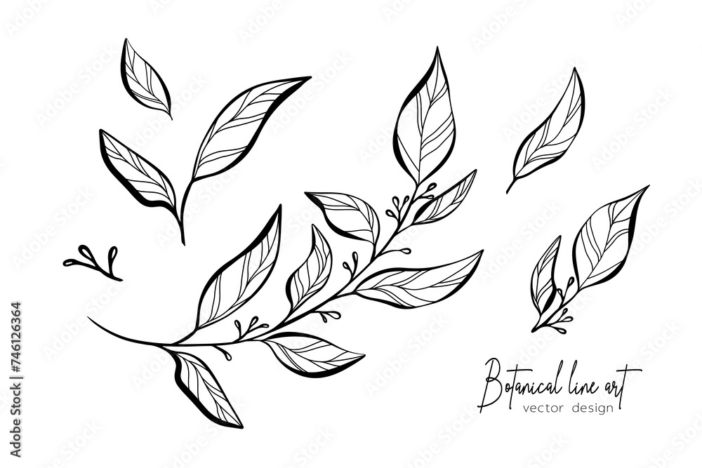 Botanical elegant line art illustration of flower leaves branch for wedding invitation and cards, logo design, web, social media and poster, template, advertisement, beauty and cosmetic industry.