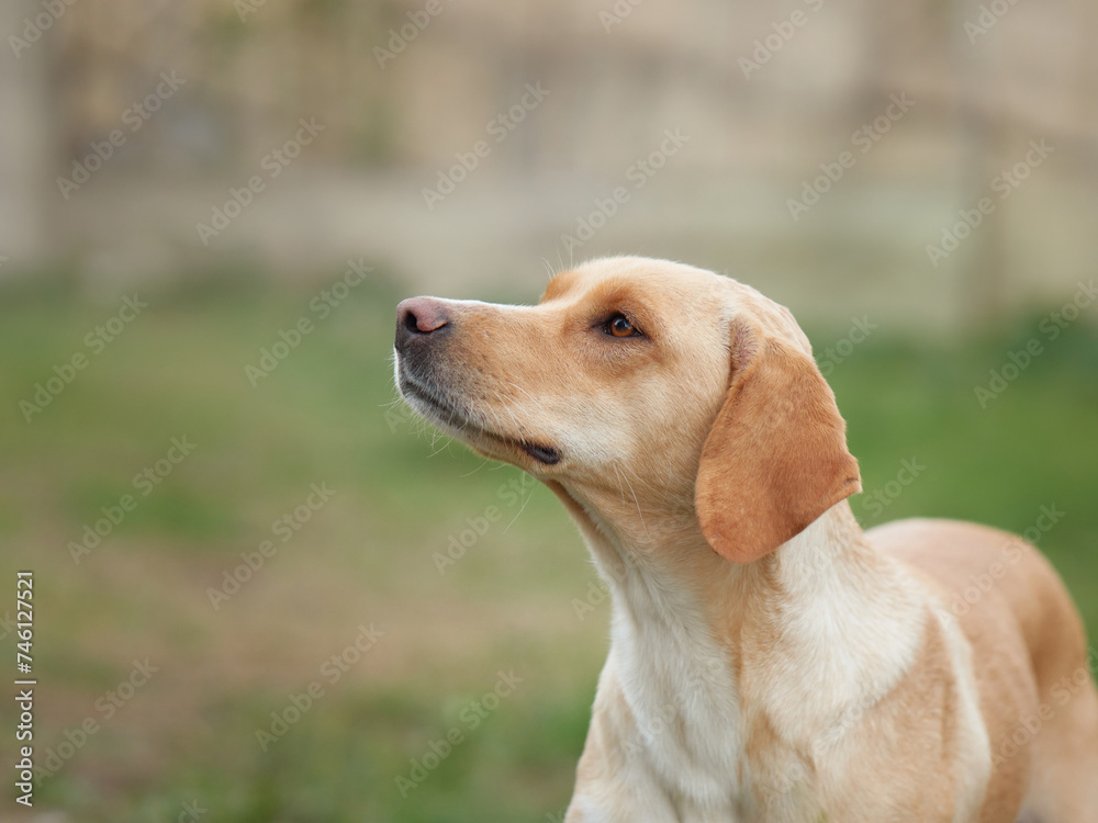 dog mix breeds on a background of nature. Active Pet in greenery outdoor dog mix breeds on a background of nature. Active Pet in greenery outdoor