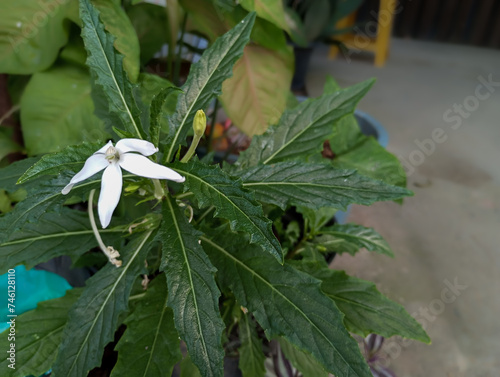 flowering kitolod plant (Hippobroma longiflora) photo