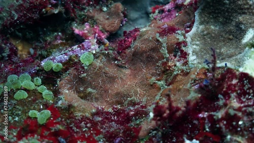 Red Blenny on the Coral - Komodo Archipelago in Indonesia photo