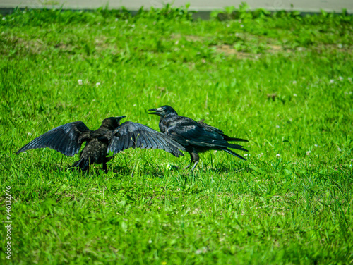 Black Crows looking for food in the grass. color nature
