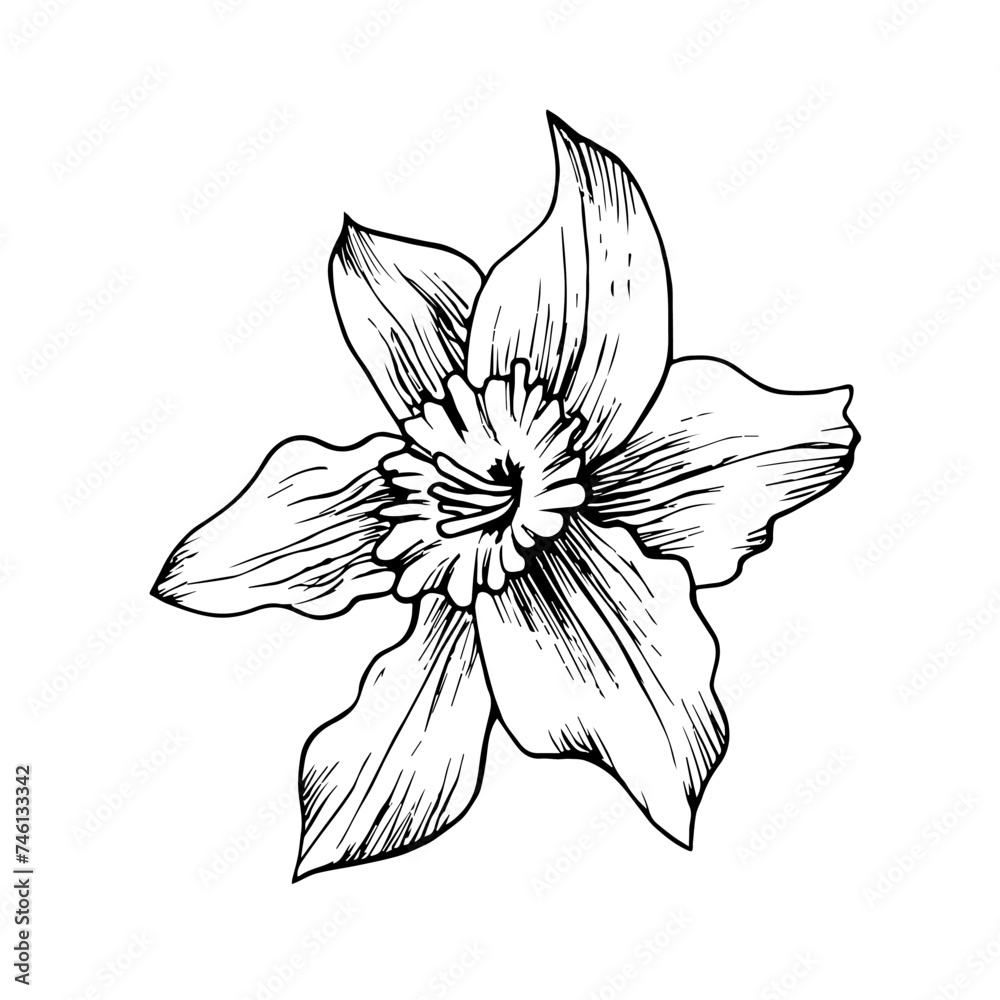 Obraz premium Vector daffodil flower hand drawn in ink. Black and white outline drawing of a narcissus. Botanical illustration. For packaging, cards, printing, invitations, business cards, advertising.
