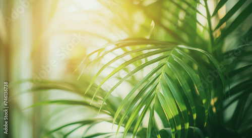 Lush green palm leaves basking in soft sunlight, depicting a tranquil natural setting
