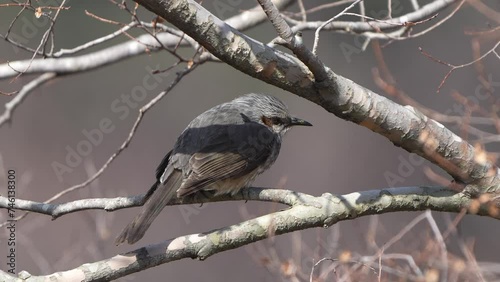 brown eared bulbul in a forest photo