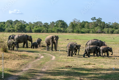 A herd of wild elephants graze on grassland within Minneriya National Park near Habarana in central Sri Lanka.