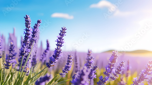 A field of lavender flowers with a blurry sky in the background © Derby