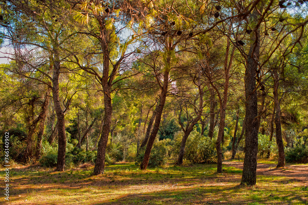 Alsos Syngrou, Athens 