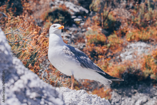 Seagull at Elba island - Tuscany - Italy