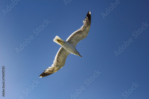 Seagull at Elba island - Tuscany - Italy