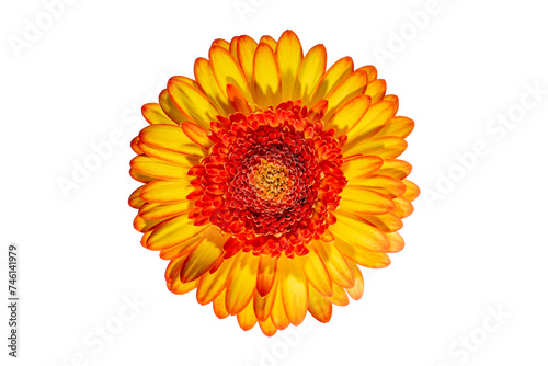 Red gerbera flower with yellow petals on a white background