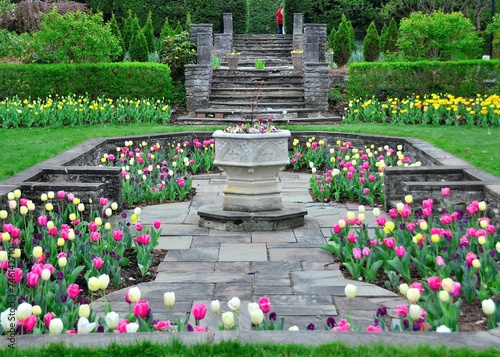 Tulips in Kingwood Center Gardens, Mansfield, Ohio, April photo